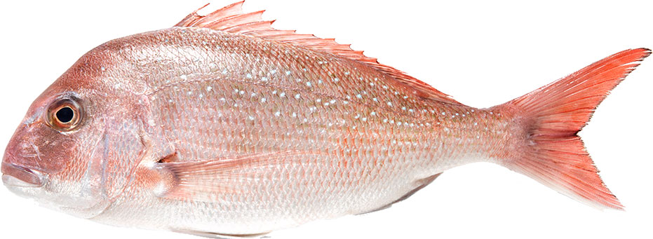 Fish Food Suppliers Australia Fish Food Suppliers Australia